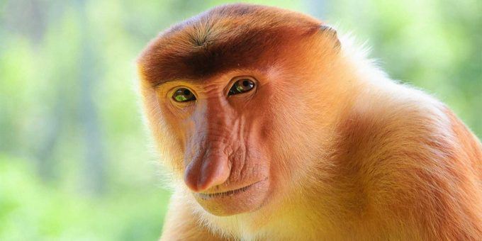 Czy człowiek pochodzi od małpy?
