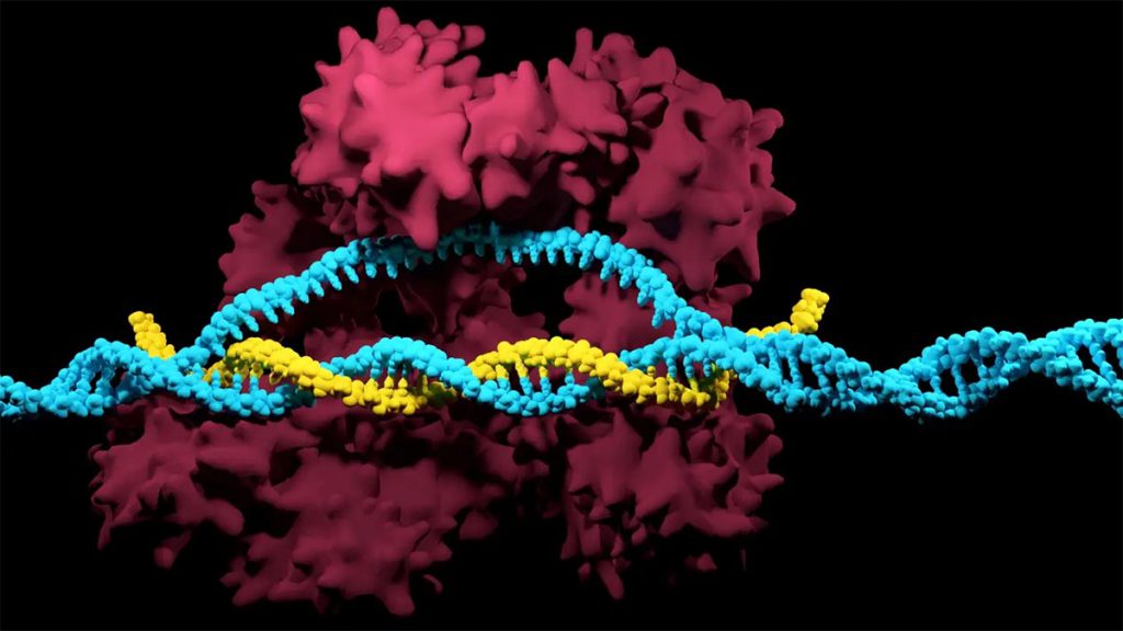 CRISPR w ludzkim ciele
